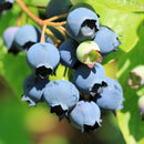 Šilauogė Toro (trimetė)-2