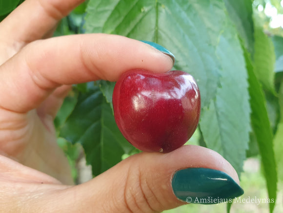 Trešnė Burlat (vazone)