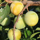 Slyva Uleno Renklodė-3