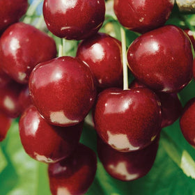 Vyšnia Žagarvyšnė (vazone)