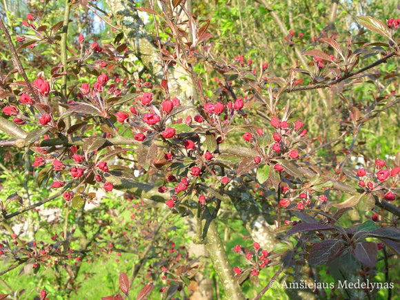 Rojaus obelis Rojalty