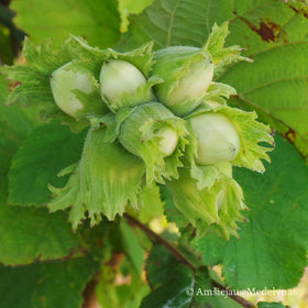 Lazdynas Barselona (dvimetis vazone)