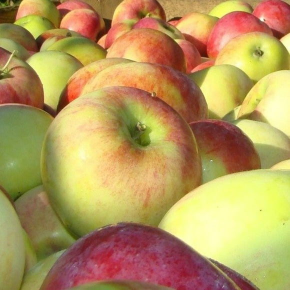 Rudeninė obelis Auksis (vazone)