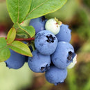 Šilauogė Toro (trimetė)-4