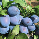 Slyva Čačana Lepotika-1