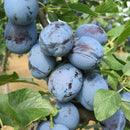 Slyva Čačana Lepotika-2