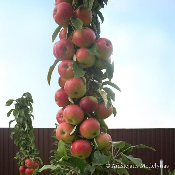 Koloninė obelis Polka (vazone)