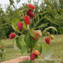 Remontantinės avietės (pakuotė 5 vnt. + 1 vnt. dovanų)-2