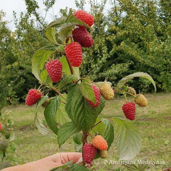 Remontantinės avietės (pakuotė 5 vnt. + 1 vnt. dovanų)