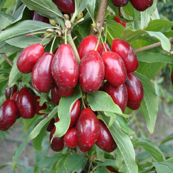 Kiti sodo augalai