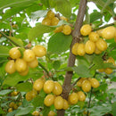 Geltonžiedė Sedula Jantarnyj-1