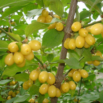 Geltonžiedė Sedula Jantarnyj