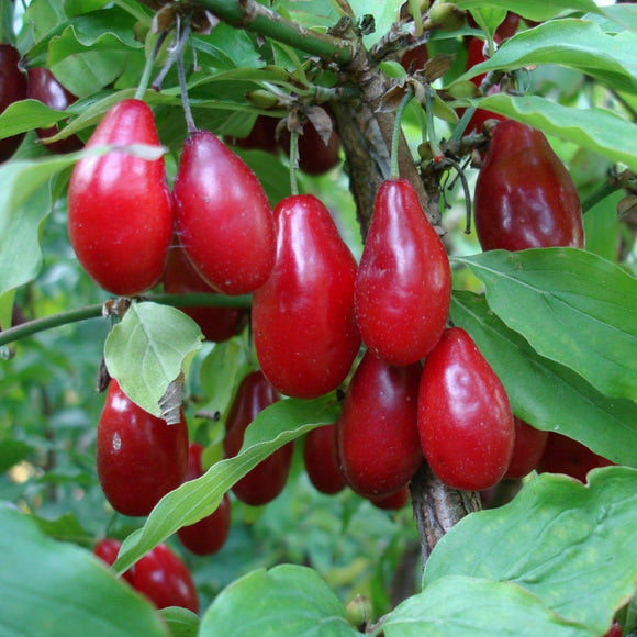 Geltonžiedė Sedula Svetliačiok