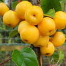 Rojaus obelis Butterball (vazone)-1