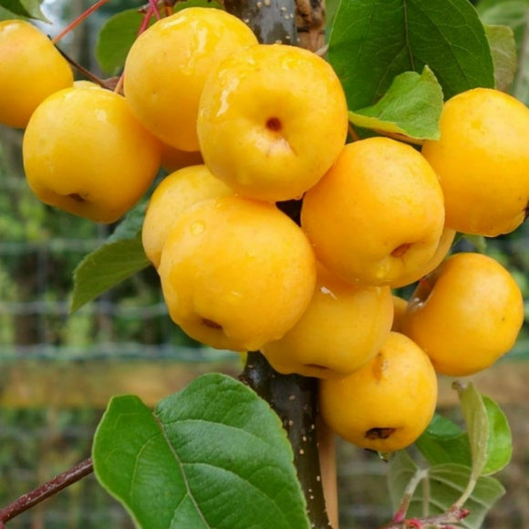 Rojaus obelis Butterball (vazone)