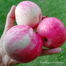 Obelis Avietinis (vazone)-2