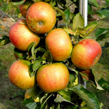 Koloninė obelis Obelisk (vazone)