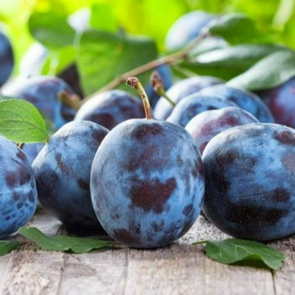 Slyva Herman (vazone)