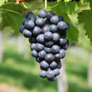 Vynuogė Juodupė-1