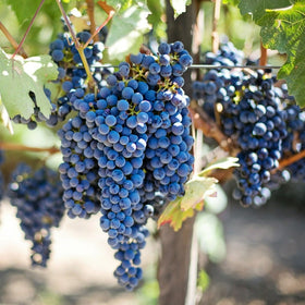 Vynuogė Leon Millot