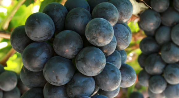 Vynuogė Juodupė