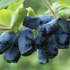 Valgomasis sausmedis Honey Bee