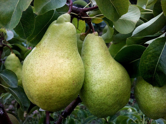 Kriaušė Ksena (vazone)