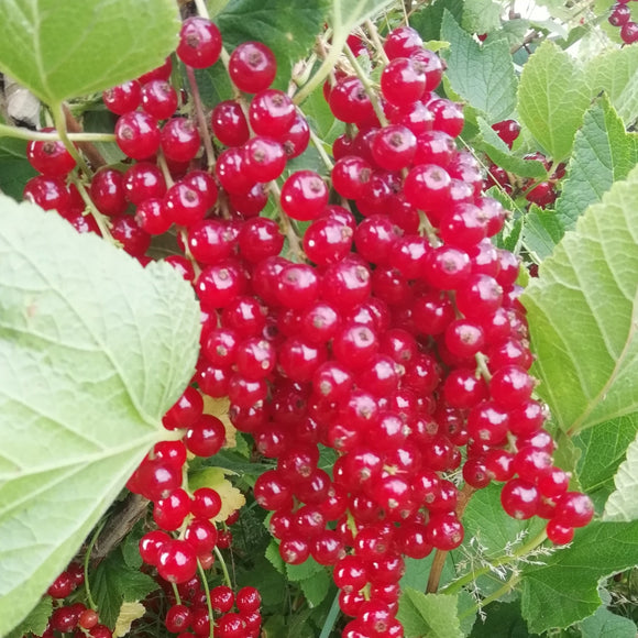 Raudonasis serbentas Detvan (krūmo forma) iš grunto