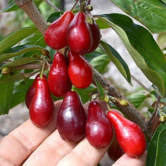 Geltonžiedė Sedula Szafer