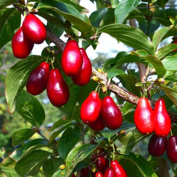 Geltonžiedė Sedula Szafer