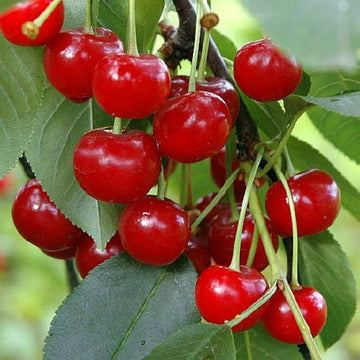 Vyšnia Pandi (Pandy)