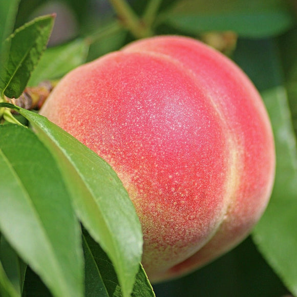 Persikas Redhaven