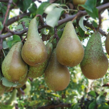 Kriaušė Konferencinė