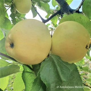 Vasarinė obelis Baltasis alyvinis