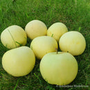 Obelis Baltasis alyvinis (vazone)-1