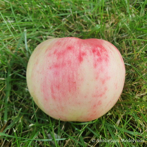 Vasarinė obelis Avietinis