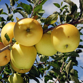 Obelis Beržininkų ananasinis (vazone)