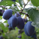 Slyva Dabrovicu Vengrinė (vazone)-1