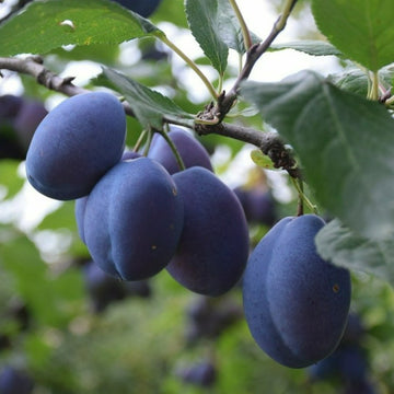 Slyva Dabrovicu Vengrinė (vazone)