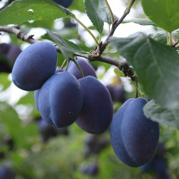 Slyva Dabrovicu Vengrinė (vazone)