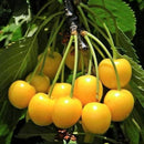 Trešnė Drogano Geltonoji (vazone)-2