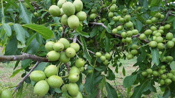 Graikinis riešutmedis Ideal (vazone)