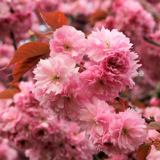 Sakura Royal Burgundy