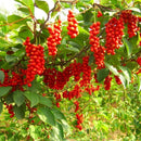 Kininis citrinvytis-1