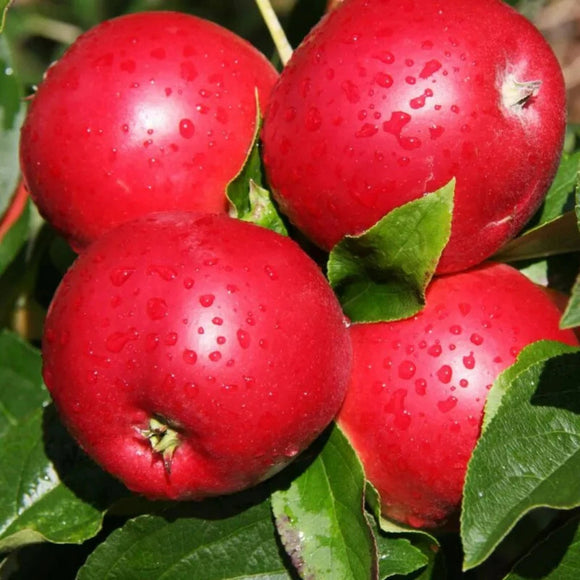 Koloninė obelis  Golden Gate (vazone)