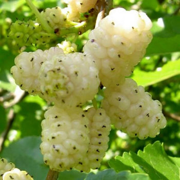 Šilkmedžiai