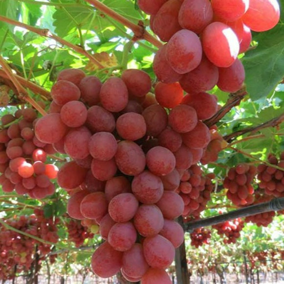 Vynuogė Dvietes Zila