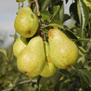 Kriaušė Bonkerta Wiliams-1