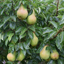 Kriaušė Bonkerta Wiliams-4