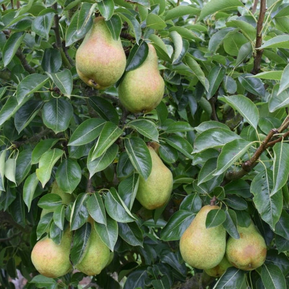 Kriaušė Bonkerta Wiliams